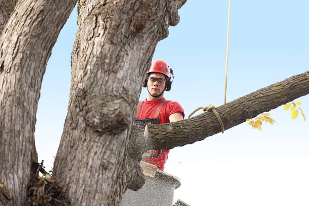 Trusted Glenwood, MN Tree Removal Services Experts